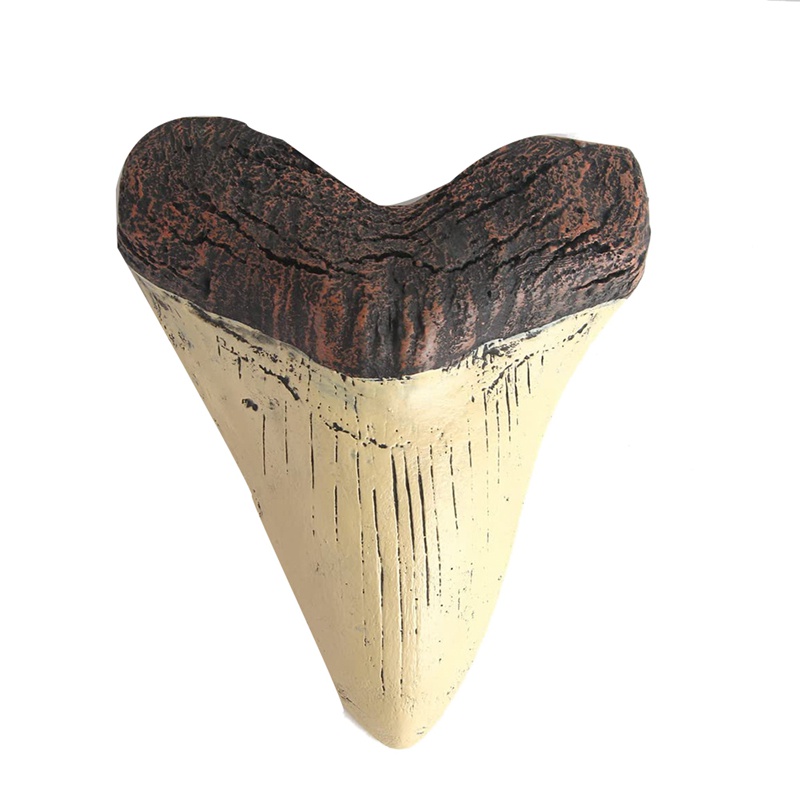 Răng Cá Mập Megalodon Bằng Nhựa Resin