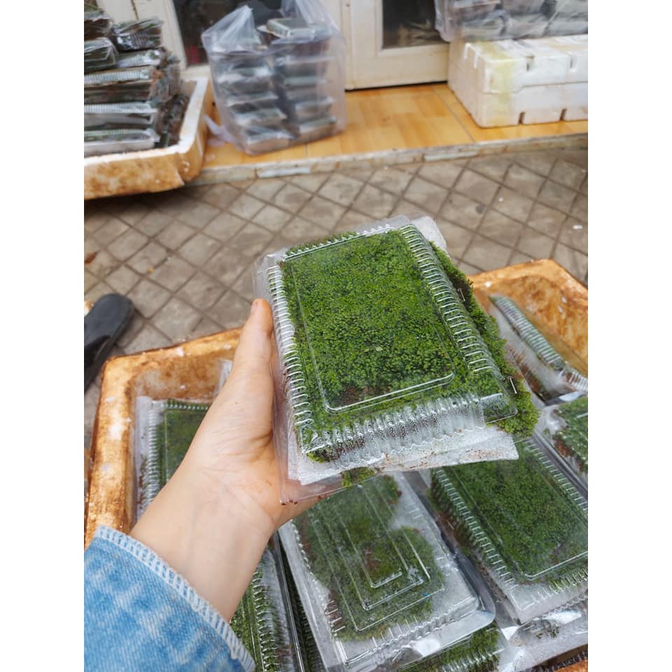 RÊU MINIFISS LÁ NƯỚC | Mini fiss TRẢI NỀN HỒ THUỶ SINH