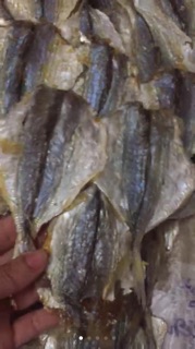 1kg CÁ CHỈ Vàng  loại con to ngon