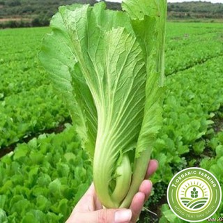 Hạt Giống Rau Cải Bẹ Đông Dư
