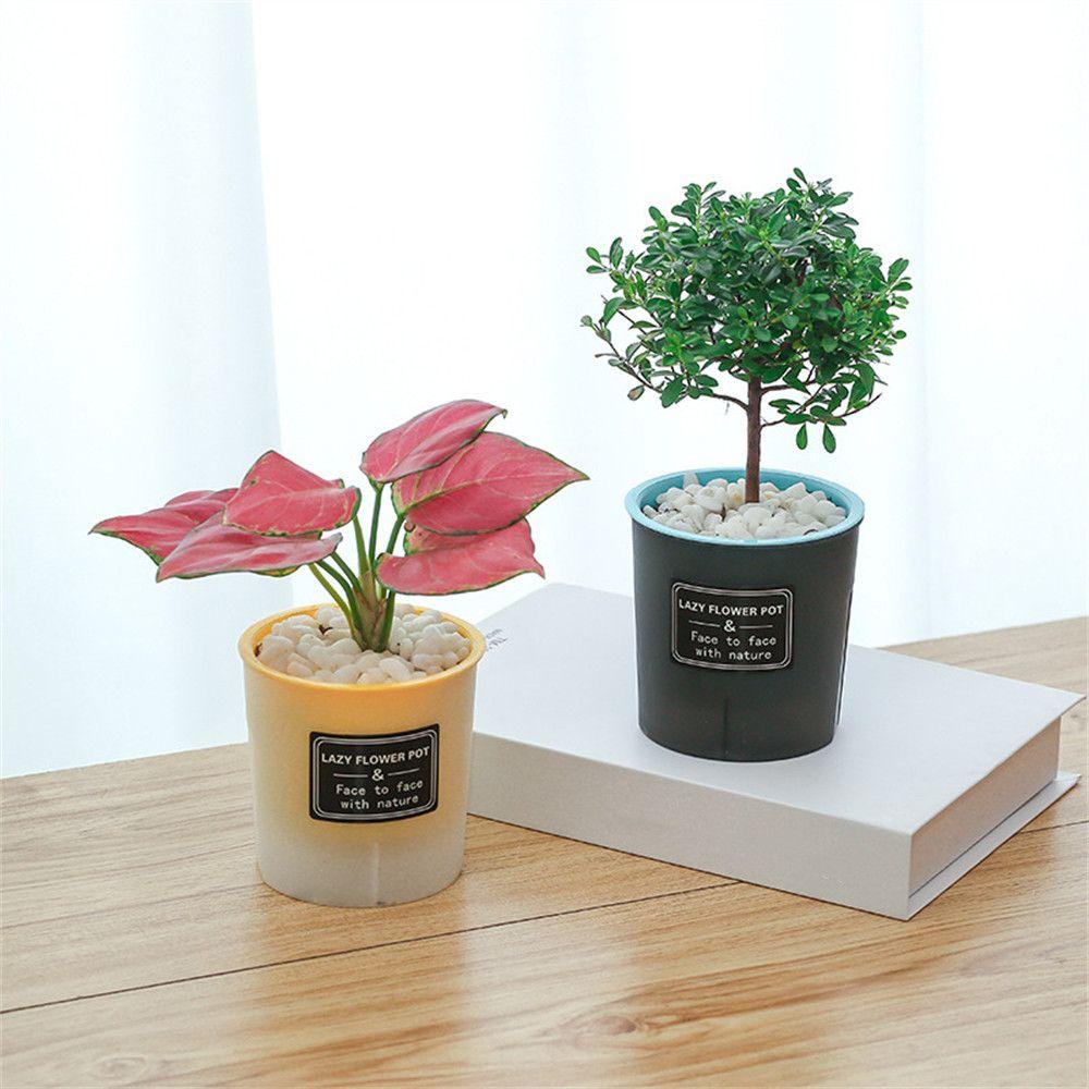 Chậu Cây Bằng Nhựa Resin Trong Suốt Thiết Kế Đơn Giản