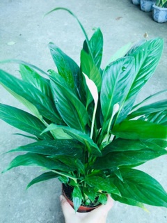 CHẬU LAN Ý