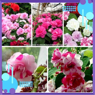 Hạt giống hoa Ngọc Thảo kép mix ( Mai địa thảo ) .