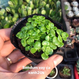 Sedum vẩy cá