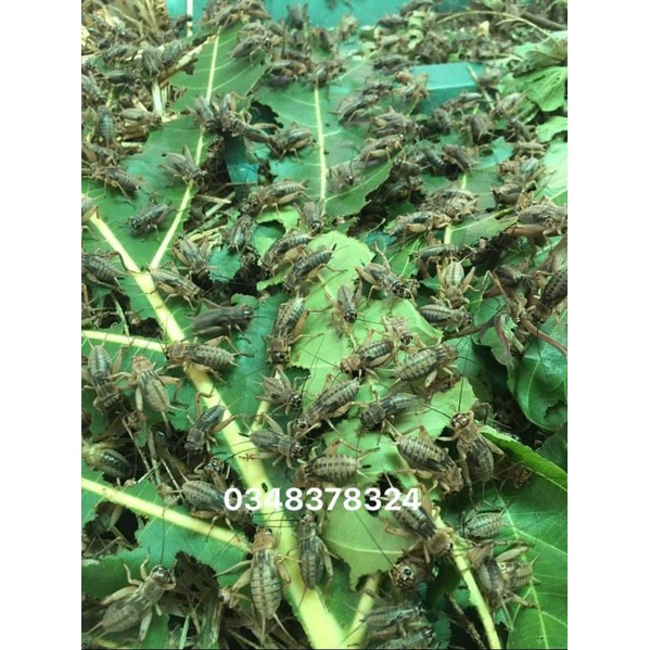 Trứng dế mèn Thái vàng