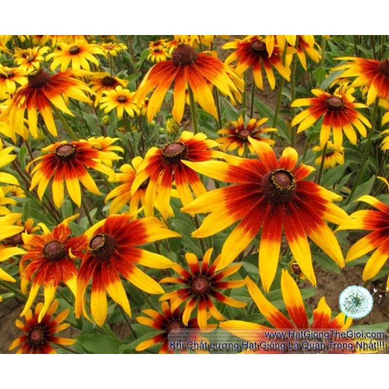 50h Hạt Giống Hoa Cúc Tâm Đen Rudbeckia Kép GLORIOSA Mặt Trời (C3.205| B27*V14)