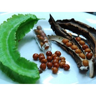 Hạt giống Đậu rồng (Đậu Khế)