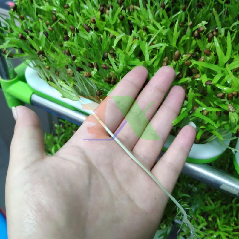 Bộ khung giá Khay trồng rau mầm thủy canh, Không kèm khay 0KM-10.5, Gồm Giá đỡ, Bình xịt