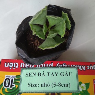 Sen đá tay gấu - size nhỏ (5-8cm)