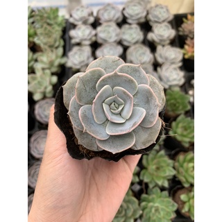 Sen Đá Đất Trắng Full Size đã thuần khí hậu