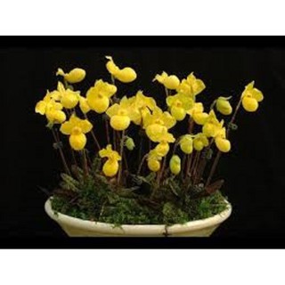CÂY GIỐNG LAN HÀI MỐC VÀNG