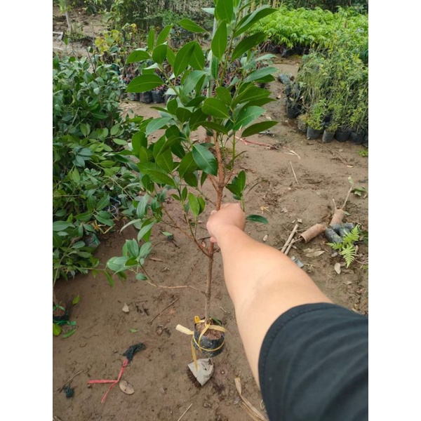 Cây Thanh Trà cây chiết sẵn hoa