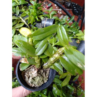 Hoa phong lan phi điệp 5ct gieo hạt