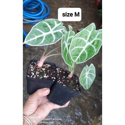 Alocasia watsoniana