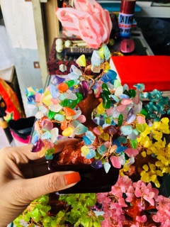 Cây tài lộc nhiều màu