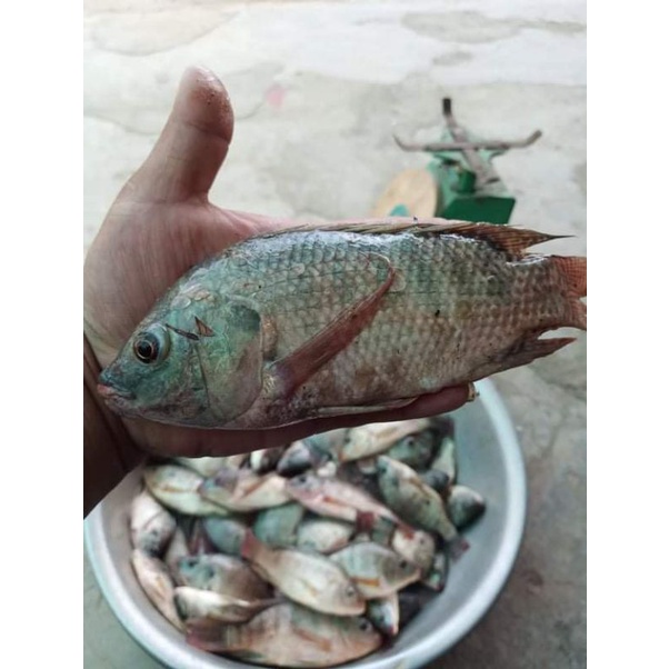 CÁM TANH TRỘN SẴN CHUYÊN TRỊ PHI,TRÊ,TRA,CHIM,DIÊU HỒNG,...