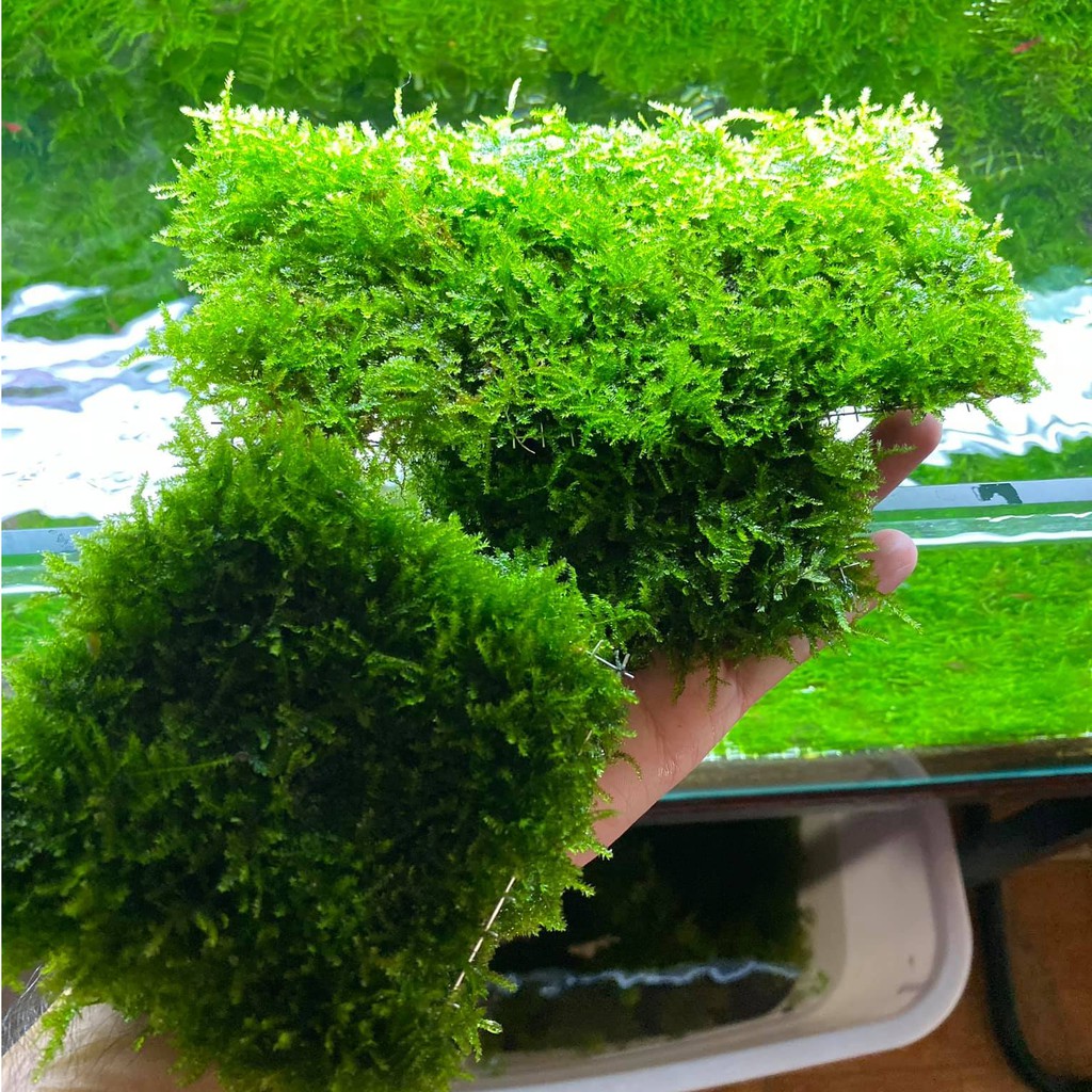 Vỉ inox ươm trồng rêu