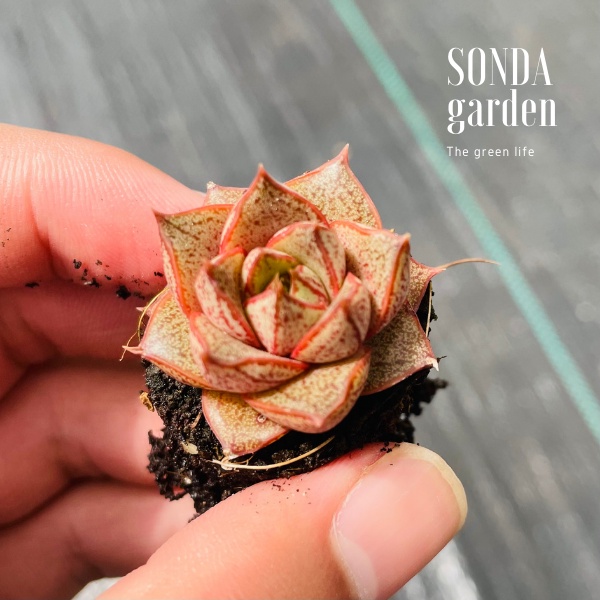 Sen đá hoa hồng đen SONDA GARDEN size mini 2.5-4cm, cây cảnh trang trí nhà cửa, lỗi 1 đổi 1