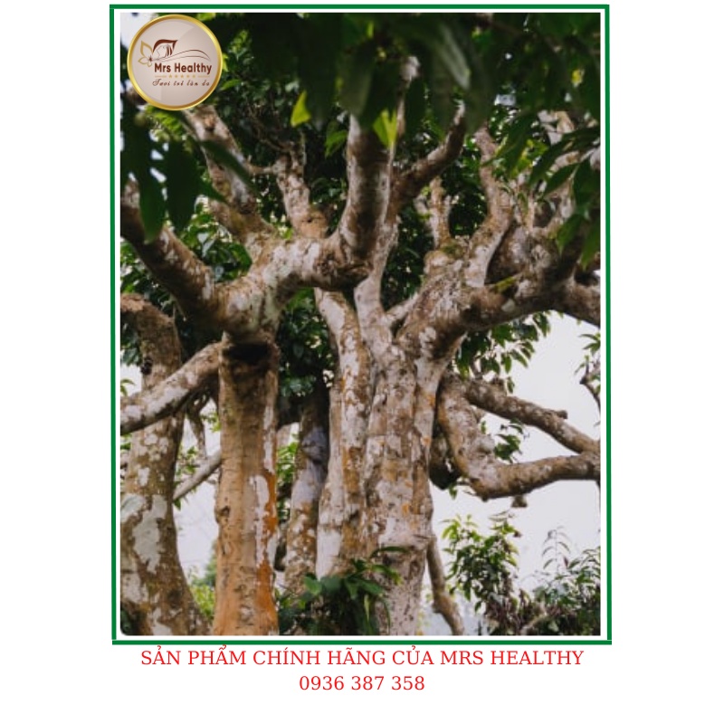 Trà Shan Tuyết Cổ Thụ Hữu Cơ - Loại Đặc Biệt Cao Cấp - Chè Shan Tuyết Cổ Thụ Suối Giàng Túi Zip 250gram.MrsHealthy.vn