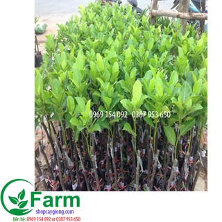 Combo 15 cây giống theo đơn đặt riêng với ưu đãi riêng