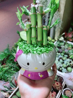 Chậu Trúc Phát Tài Mèo Kitty