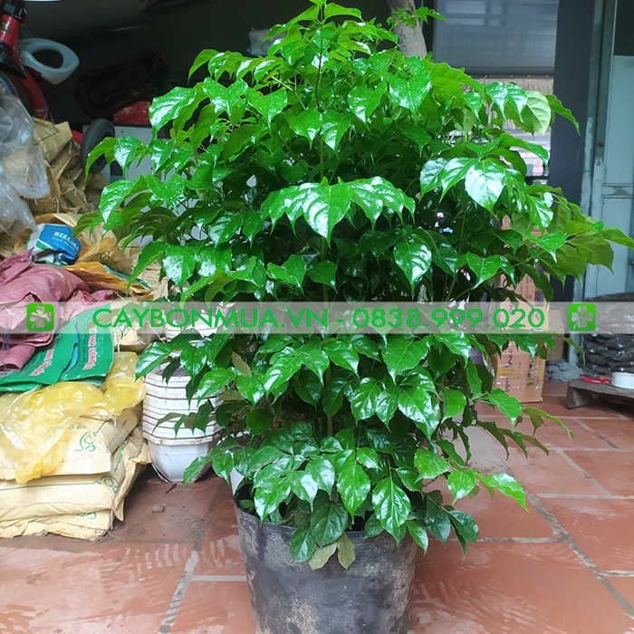 (Kèm 500g xơ dừa) Cây Hạnh Phúc size trung, chuyên trồng văn phòng mang may mắn
