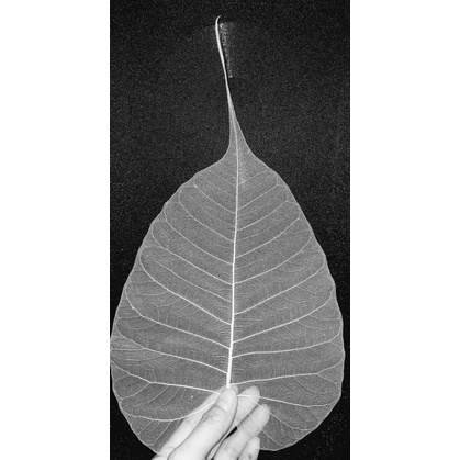 XƯƠNG LÁ BỒ ĐỀ Big Size, ngang lá từ 15 -17cm