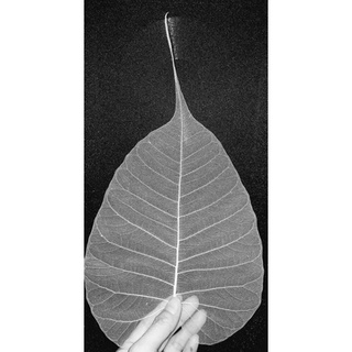 XƯƠNG LÁ SIZE LỚN 13cm -15cm