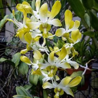 Denro nắng Banana cây tơ