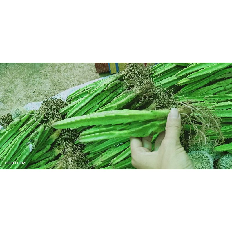 Xương rồng sao 00