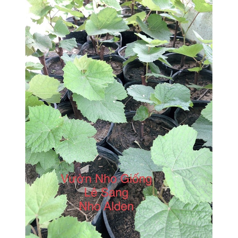 Cây Giống Nho Alden.