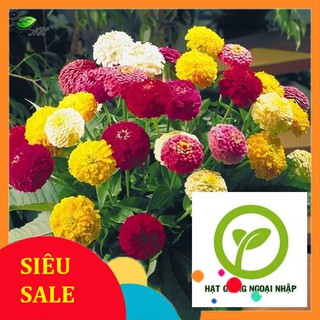 Gói 40 Hạt giống hoa cúc bảy màu HAT F1
