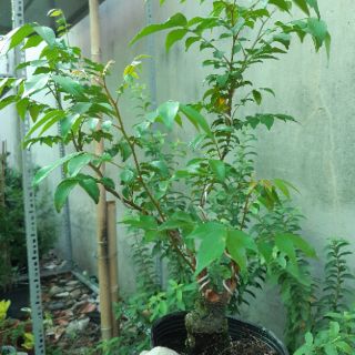 Cây khế bonsai mini dáng đẹp
