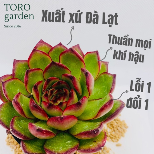 Sen đá viền lửa Đà Lạt size bé cây cảnh trang trí nhà cửa Toro garden