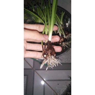 Củ giống hoa huệ mưa