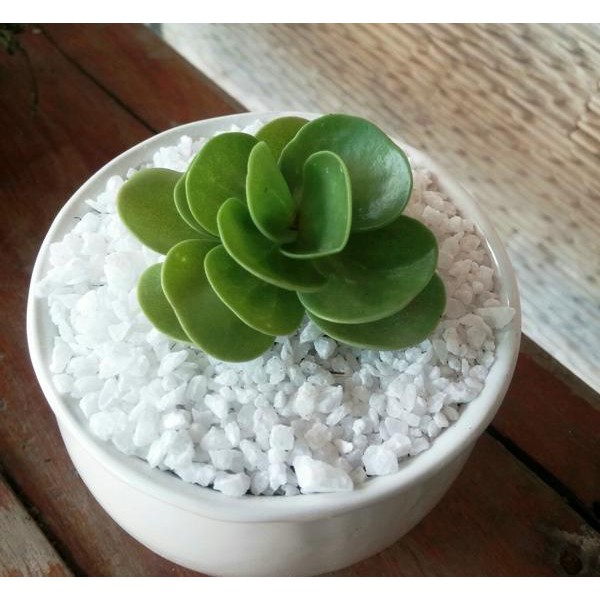 SỎI TRẮNG TRANG TRÍ 500 GR, có nhiều cỡ sỏi