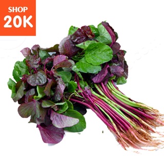 Hạt giống Rau Dền tía