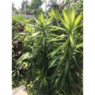 Cây giống trúc bách hợp