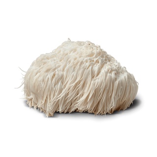 NẤM HẦU THỦ-LION'S MANE