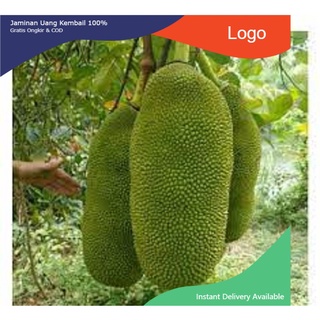 Cây giống mít ruột đỏ mã lai loại to xơ đỏ nhanh siêu quả chuẩn giống