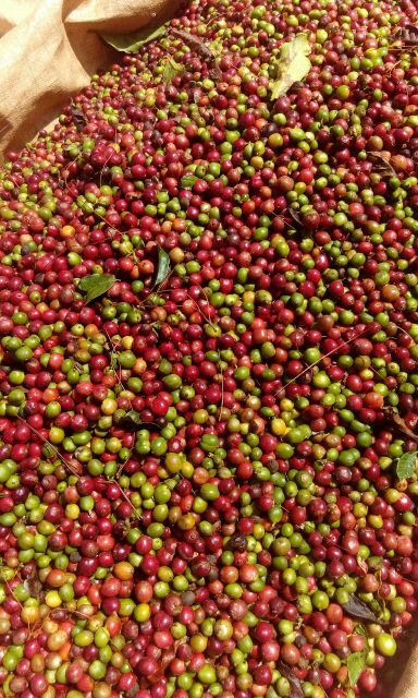 CAFE HẠT MỘC ROBUSTA 80 ARABICA 20 (500gr)