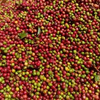 CAFE HẠT MỘC ROBUSTA 80 ARABICA 20 (500gr)