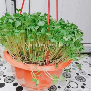 RAU CẢI MẦM THÁI LAN