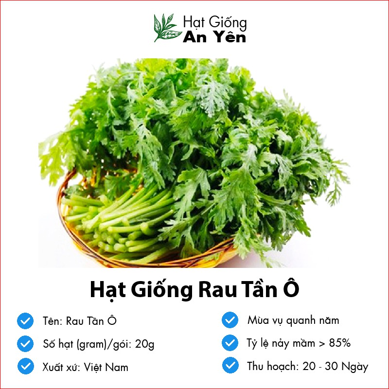 Hạt giống Rau Tần Ô rau Cải Cúc thu hoạch sớm, dễ trồng, nảy mầm cao, sinh trưởng khoẻ