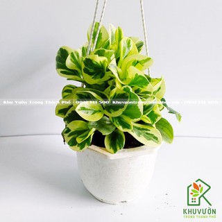 Cây trường sinh cẩm thạch chậu treo