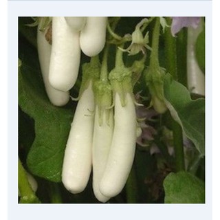 Hạt giống cà trắng dài lai gói 0,5gram