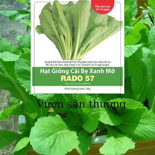 Hạt Giống Cải Bẹ Xanh Mỡ Rạng Đông RADO 57 Dễ Trồng, Năng Suất Cao (20gr)
