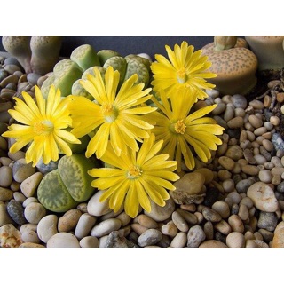 Hạt giống Thạch Lan (Cây đá sống)
