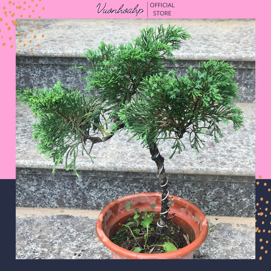 Cây tùng bonsai cao 50cm lá xanh tốt, uốn bông tán đẹp, trang trí tiểu cảnh, góc làm việc, tặng kèm phân bón