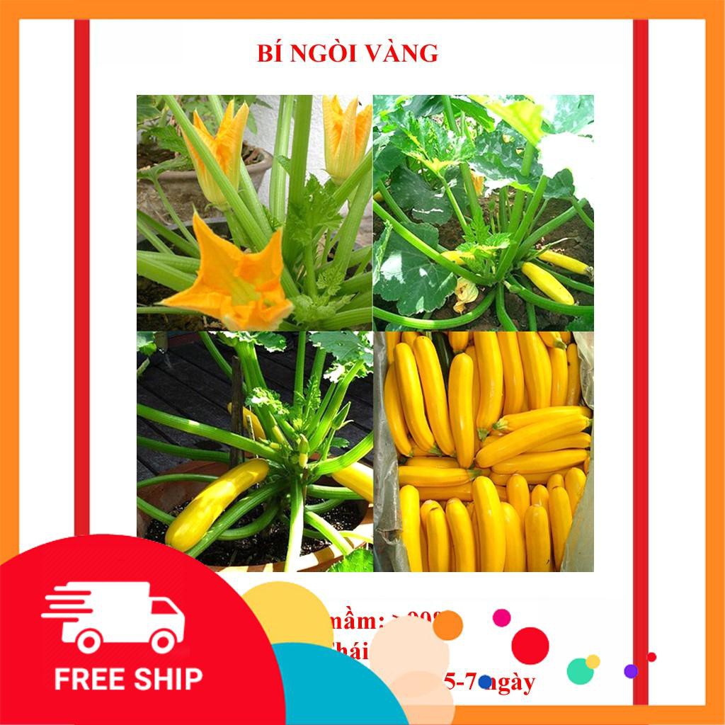 hạt giống bí ngòi vàng 15 hạt
